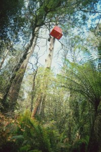 Treehouse tumbling down