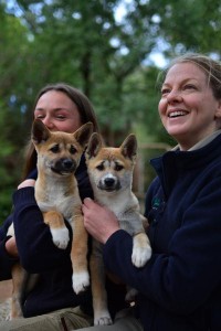 Dingo day for puppy love