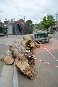Poplar tree axed for safety