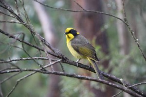 Honeyeaters spread their wings