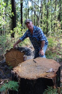 Milling felled trees plea