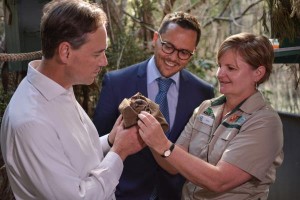 Feds join fight for possum survival