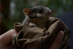 Hello possum – feds weigh in