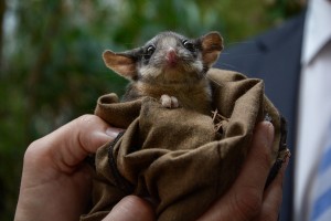 Summit sparks action on possum survival plan