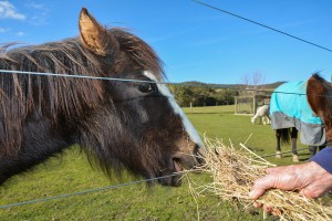 Missing foal’s back after massive online campaign