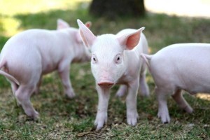 Motion to rescind animal husbandry amendment