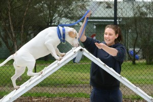 New animal play area