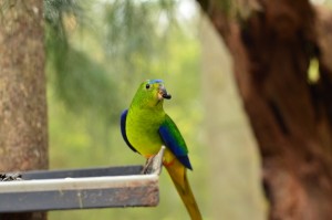 New lease of life for threatened species