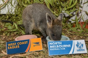 Wallaby picks the roos