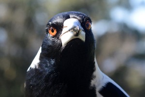 Remember me! Swooping season returns