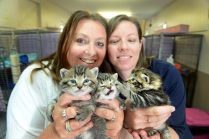 Brace for kitten season