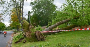Trees down as weather whips the hills
