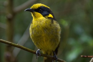 Helmeted honeyeater numbers up