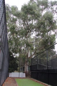 Clubs up gum tree make axe plea