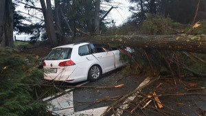 Car crushed in Coldstream