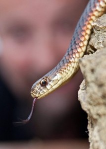 Sanctuary snakes on the move