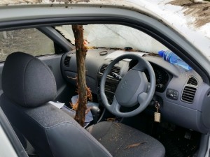 Spider puts branch in car