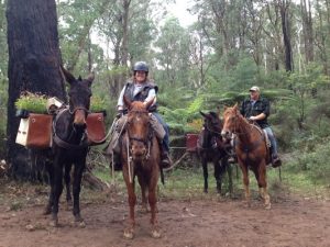Horses and mules assist reforestation