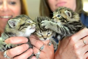 Puppy farm crackdown