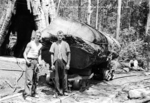 Tributes of timber