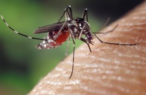 Ross River virus: two detections
