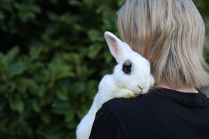 Big bunny death is on the way