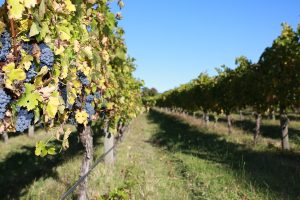 Wines tested for smoke after-taste