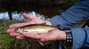 Clean-up ahead of spawning