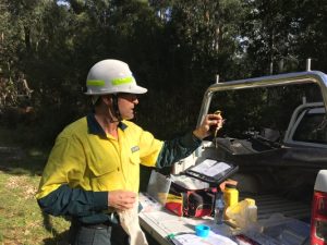 Honeyeaters thrive – elusively