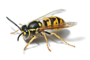 Council’s blitz on wasps