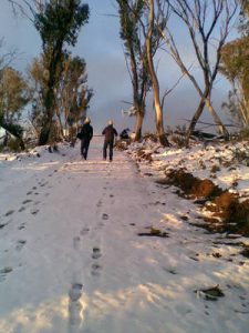 Eucalyptus seeds in the snow