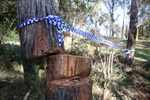 Tree found balancing dangerously close to roadway
