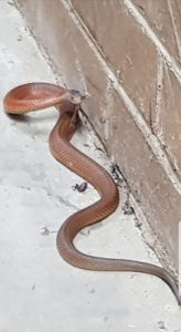 Copperhead road