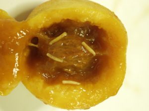 Fruit fly found
