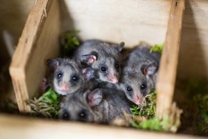 Pygmy-possum magic