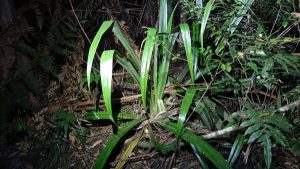Rare lily in logging coupe