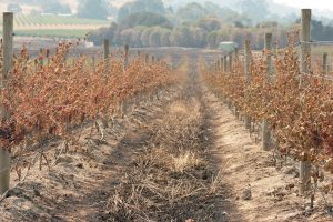 Fire in the vines