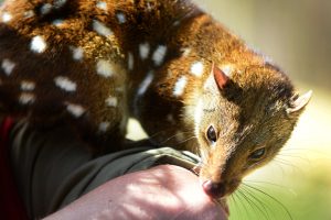 Sanctuary ditches Cadbury