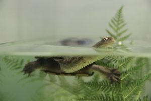 Turtle Season’s almost up
