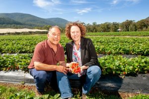 Strawberry Springs national winners