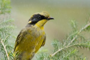 30 birds for 30 years