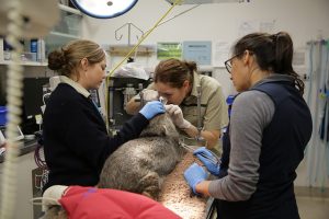 Q&A with Claire Madden, Healesville Sanctuary vet