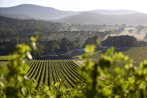 Valley vines under attack