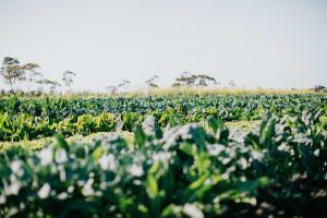 The future of farming