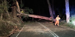 SES called for early morning fallen tree