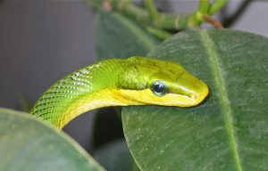 Rare snakes and lizards stolen from school