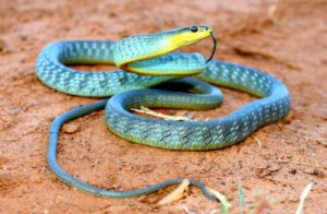 New ally in snake search