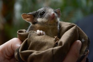 Possum case reaches the courts
