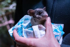 Study finds increase in possum sightings