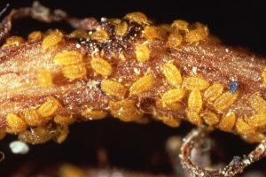 Phylloxera strikes again